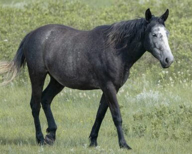 2021 Mare, Satine/Calamity Jane