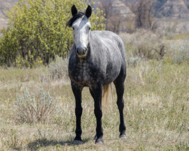 2021 Mare, Satine/Calamity Jane