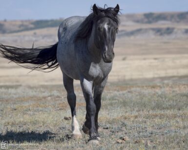 2019 Band Stallion, Applewood