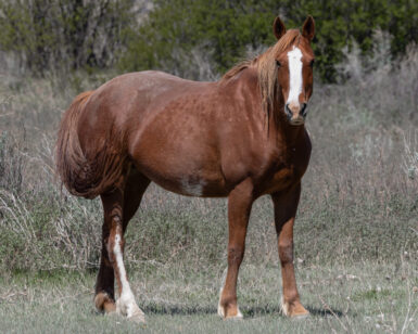 2020 Mare, Birch