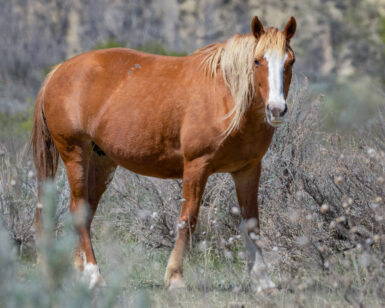 2017 Mare, Perdita