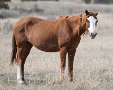 2003 Mare, Pretty Girl