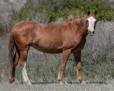 2003 Mare, Pretty Girl