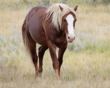 2019 Band Stallion, Anzar