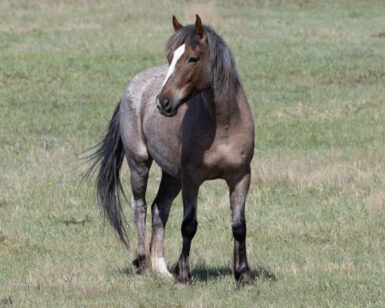 2020 Mare, Bess/Briar
