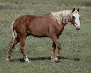 2024 Colt, Casey/Lonestar
