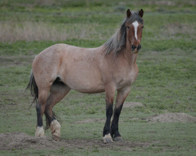 2014 Mare, Thunder Rose/Kat
