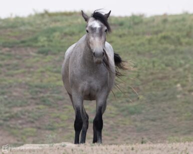 2020 Mare, Annabella