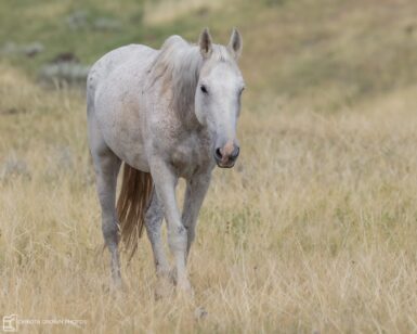 2001 Mare, Snip's Gray
