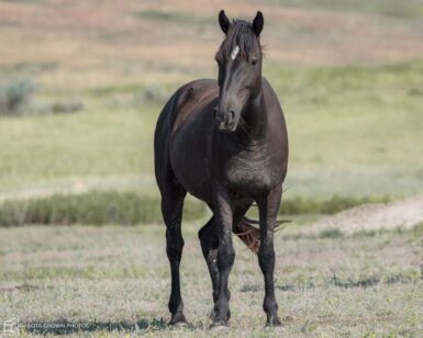 2020 Mare, Little Mo