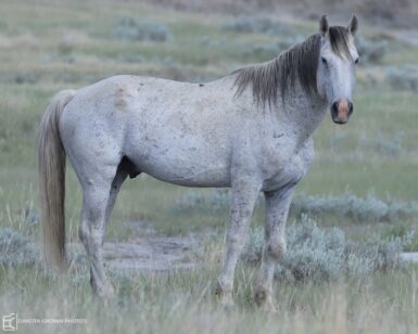 2004 Stallion, Brutus