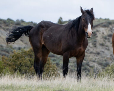 2007 Mare, Maddie
