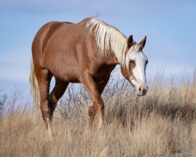 2024 Colt, Casey/Lonestar
