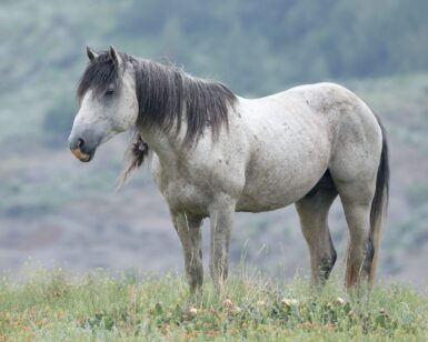 2010 Band Stallion, Arrowhead