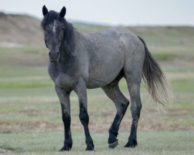 2021 Stallion, Black Hawk/Wyatt Earp