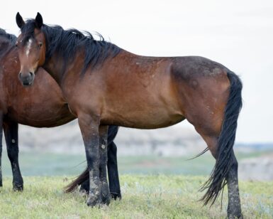 2023 Filly, Brandy/Eve