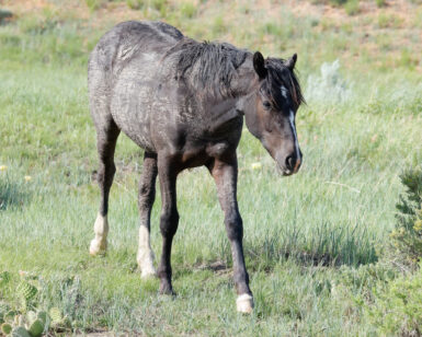 2024 Filly, Chloe/Pearce