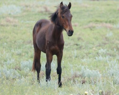 2024 Colt, Dillinger/Waylon