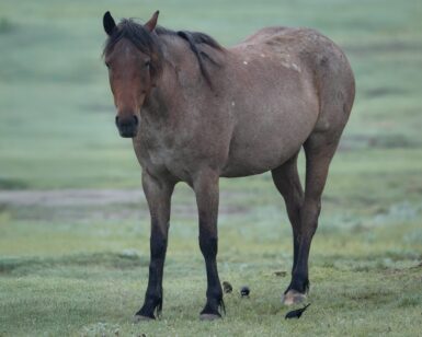 2020 Mare, Emery/Belcourt