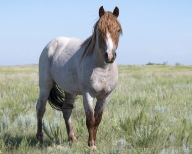 2021 Stallion, Finnegan/Tex