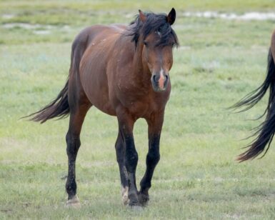 2010 Band Stallion, Half Moon