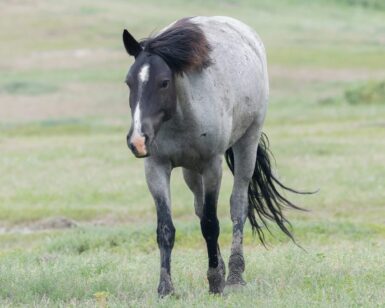 2020 Mare, Jewel/Bockar