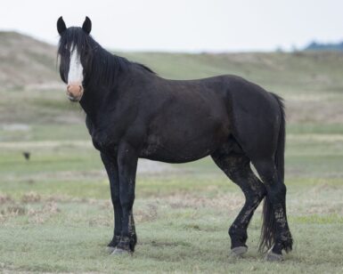 2014 Band Stallion, Maverick
