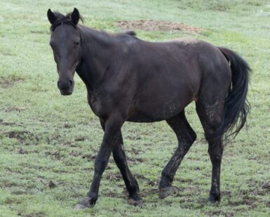 2023 Filly, Meadow/Ebony