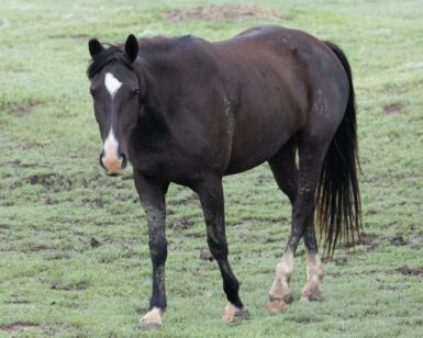 2021 Mare, Mystique/Pearl