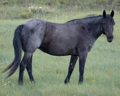 2014 Mare, Paige/Alison