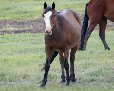 2010 Mare, Papoose