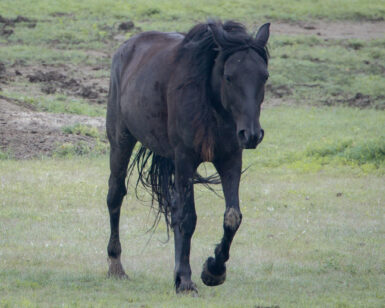 2020 Mare, Raven's Myst/Bainbridge