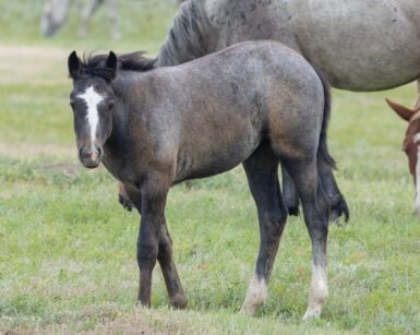 2025 Filly, Royal
