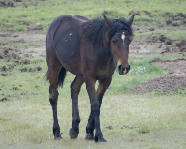 2024 Filly, Rumor/Bailey