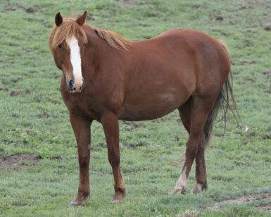 2014 Mare, Skipper/Ferra