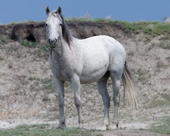 2007 Mare, Smokie/Smokey