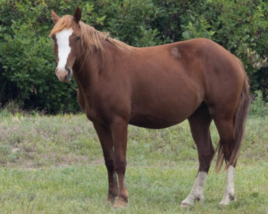 2022 Mare, Summer/Zoe