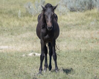 2023 Filly, Willow/Everly