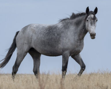 2020 Mare, Berkleigh/Berk