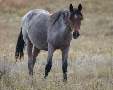 2024 Filly, Josie/Lainey