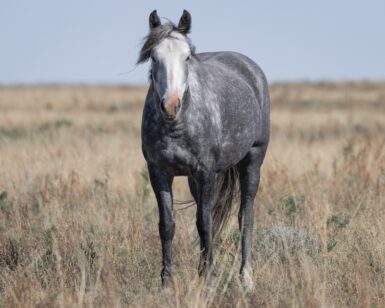 2021 Mare, Noelle/Magnolia