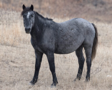 2021 Stallion, Black Hawk