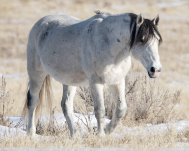 2010 Band Stallion, Arrowhead