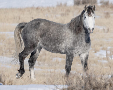 2021 Mare, Dominique/Lettie
