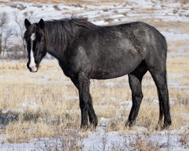 2020 Mare, Jewel/Bockar