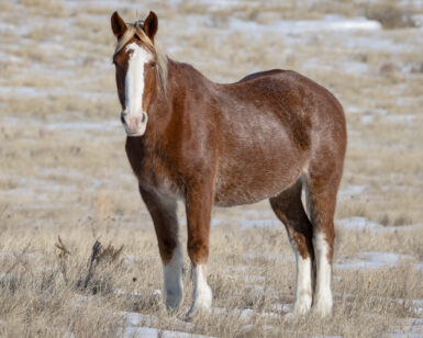 2004 Mare, Little Brother's Girl