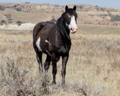 2022 Mare, Cricket/Phoenix