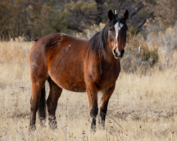 2007 Mare, Firefly