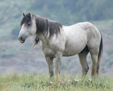 2010 Band Stallion, Arrowhead
