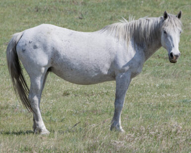 2001 Mare, Bella